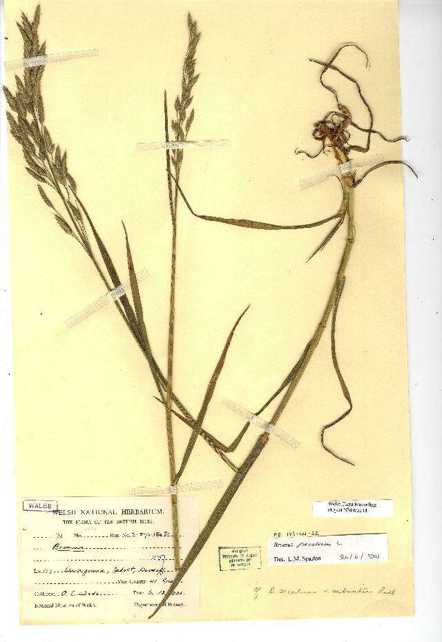 Imagem de Bromus secalinus L.