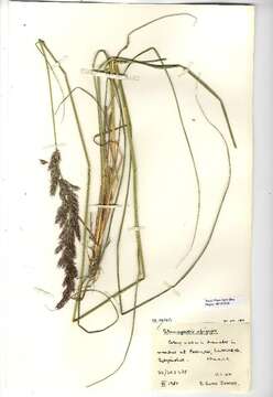 Imagem de Calamagrostis epigejos (L.) Roth