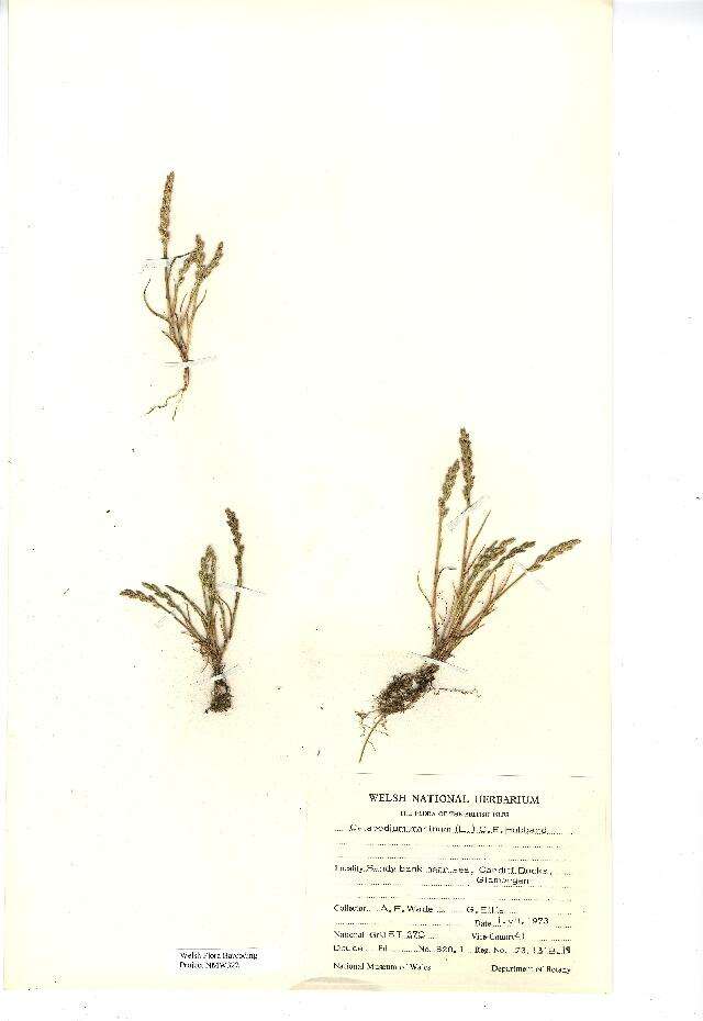 Слика од Catapodium marinum (L.) C. E. Hubb.