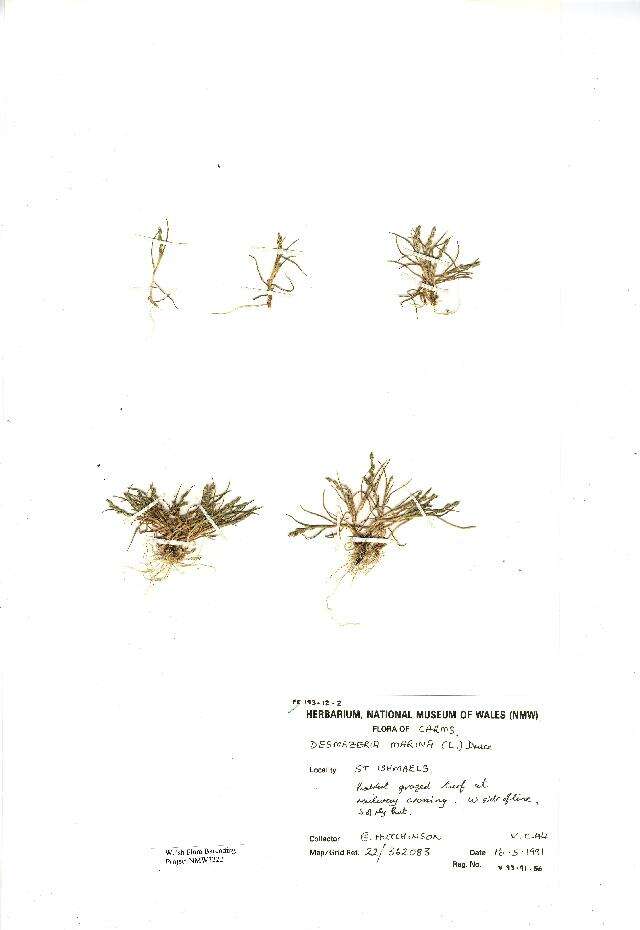 Слика од Catapodium marinum (L.) C. E. Hubb.