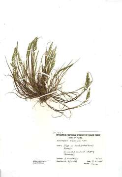 Image of fern-grass