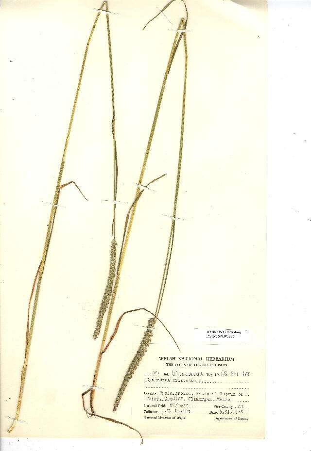 Image of Crested dogstail grass