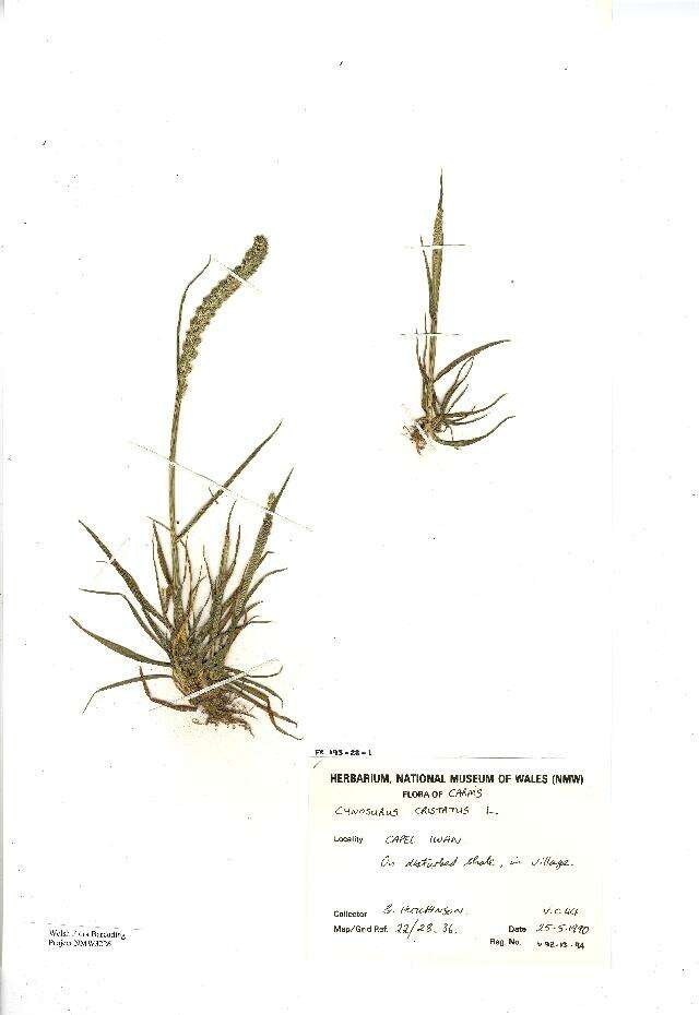 Image of Crested dogstail grass