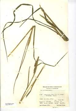 Image of Cocksfoot or Orchard Grass