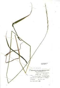 Imagem de Elymus caninus (L.) L.