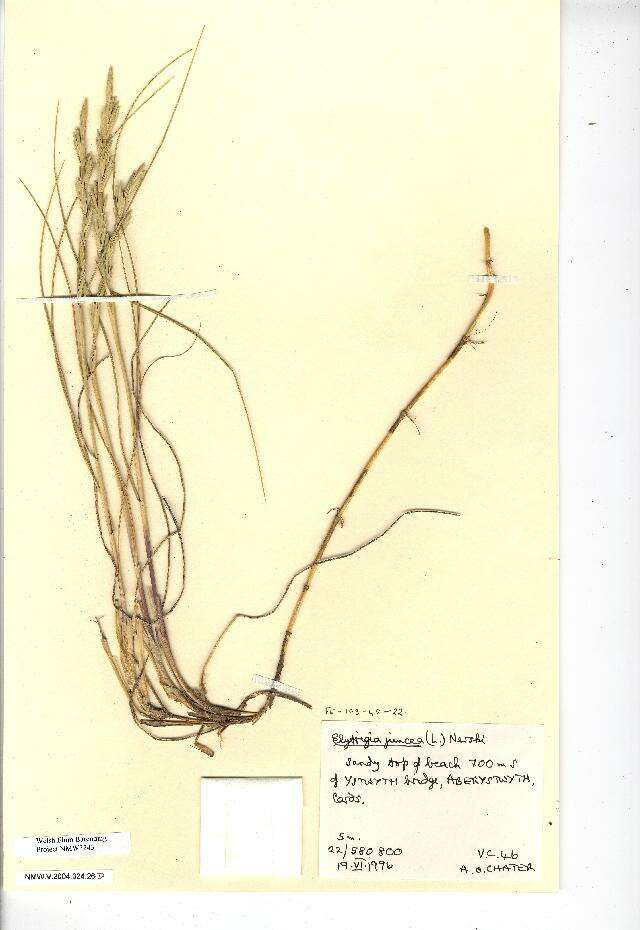 Image of Elytrigia juncea