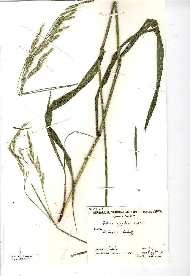 Image of Festuca paniculata (L.) Schinz & Thell.