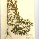 Image of Euphorbia serrulata