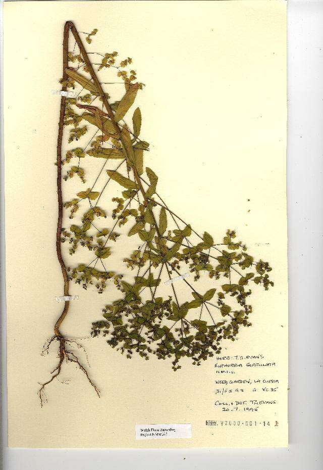 Image of Euphorbia serrulata