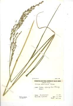 Image of Festuca arundinacea