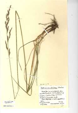 Image of Festuca arundinacea