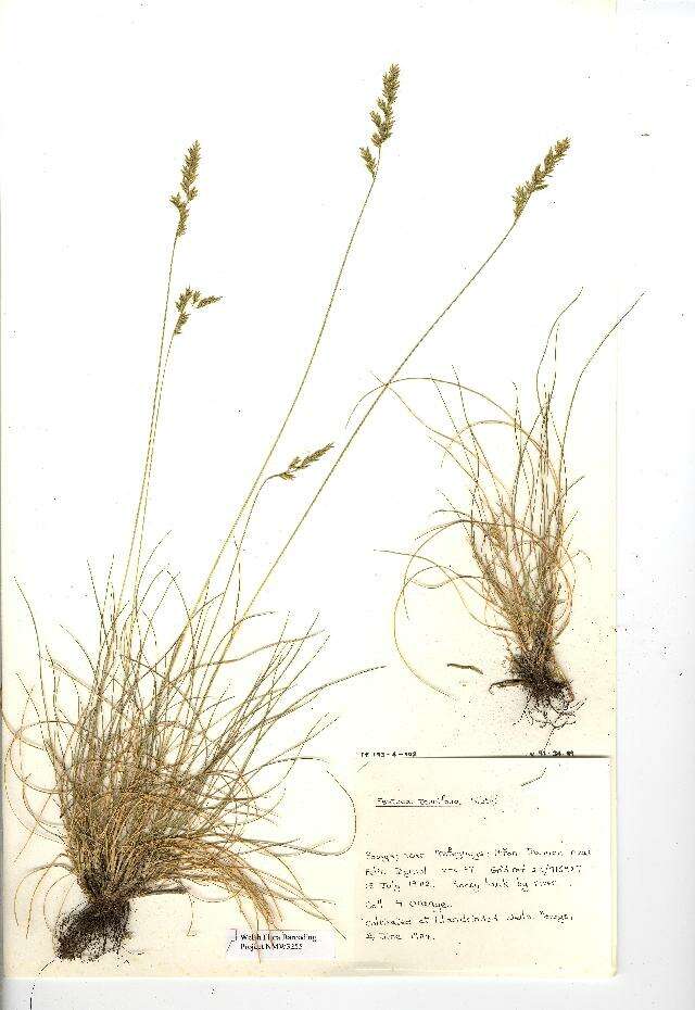 Image of fineleaf sheep fescue