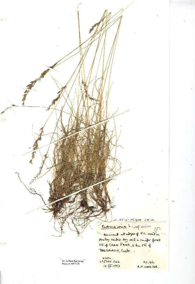 Image of Sheep's Fescue