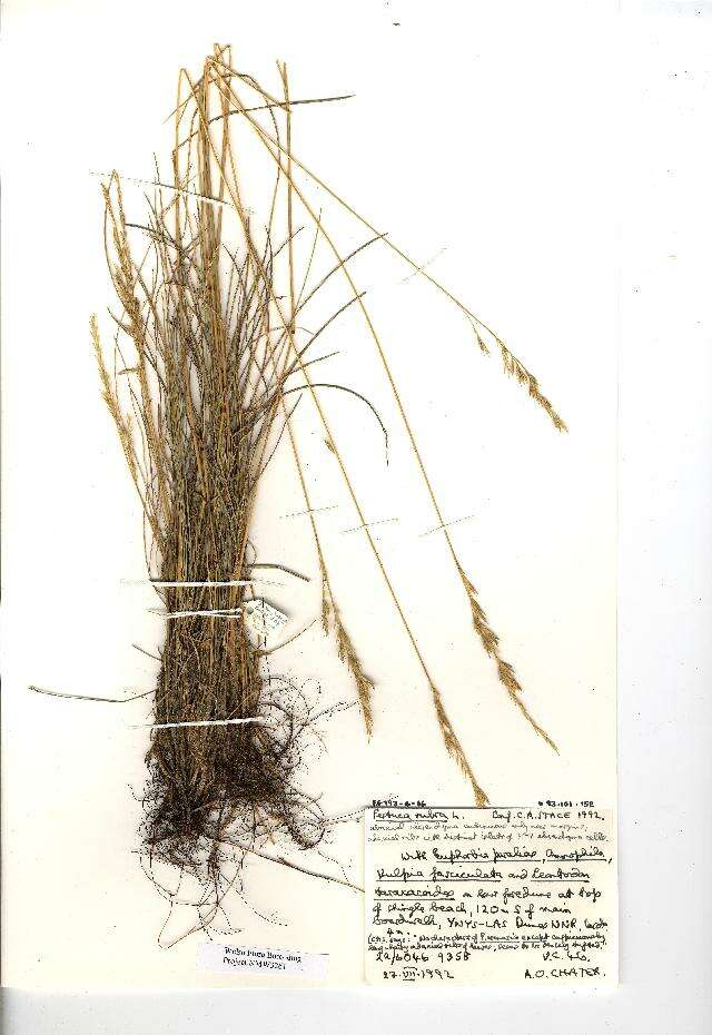 Image of Festuca rubra