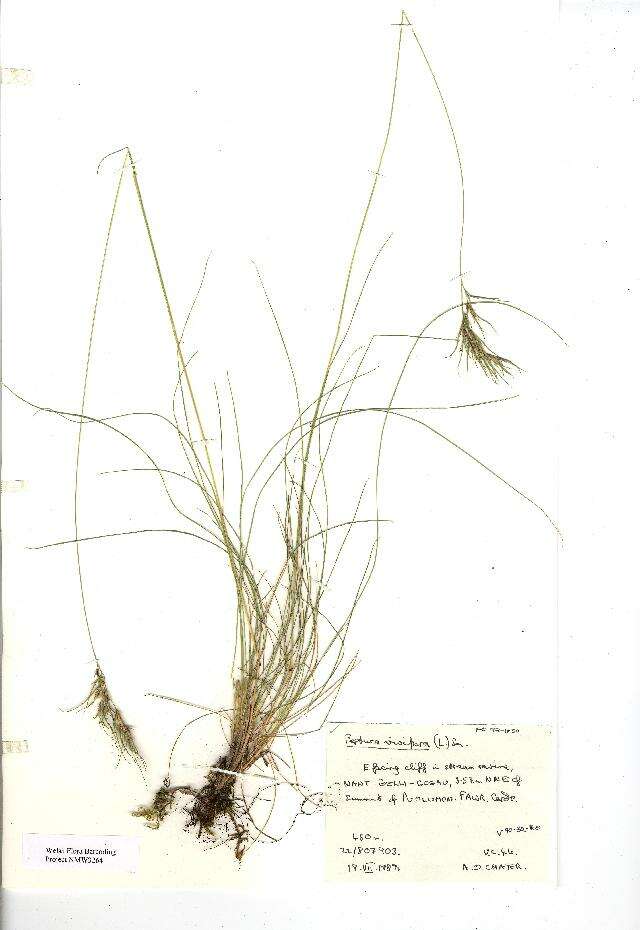 Image de Festuca vivipara (L.) Sm.