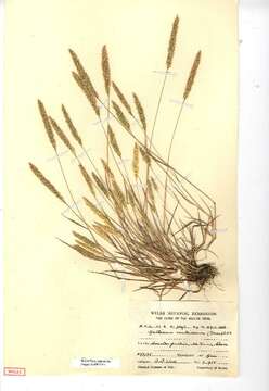 Слика од Gastridium ventricosum (Gouan) Schinz & Thell.