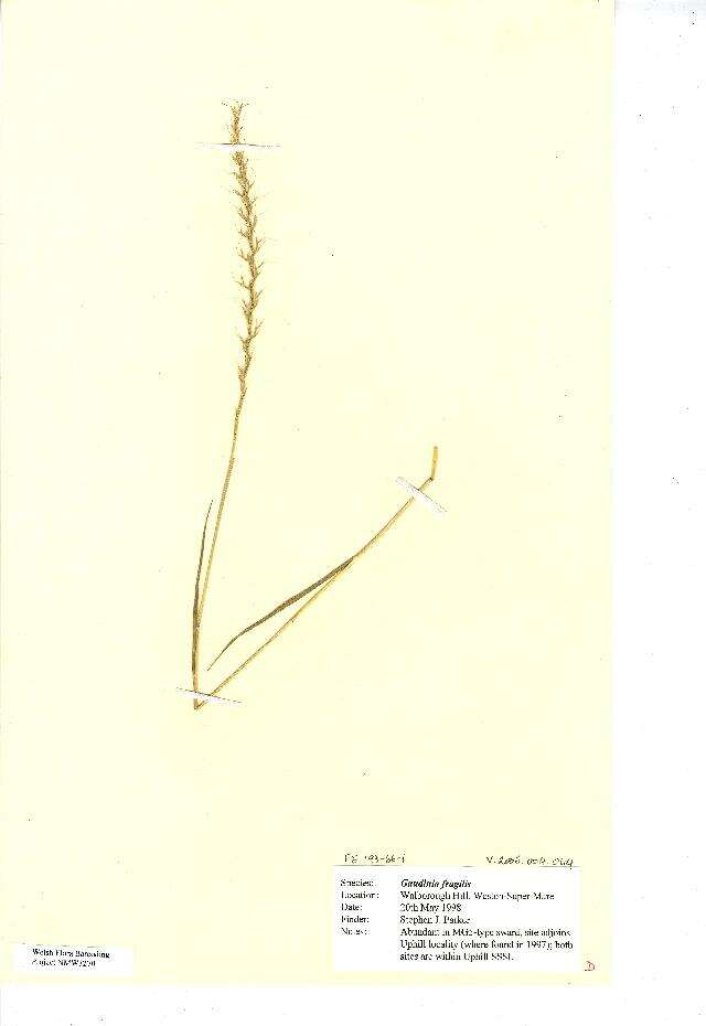Image of French Oat-grass