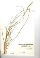 Image of Helictochloa pratensis (L.) Romero Zarco