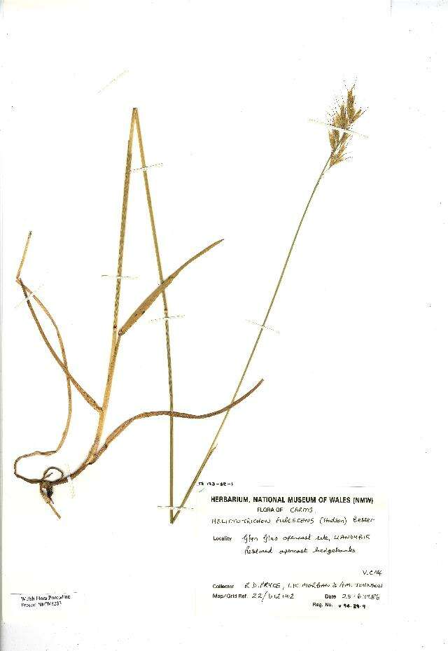 Image of oatgrass