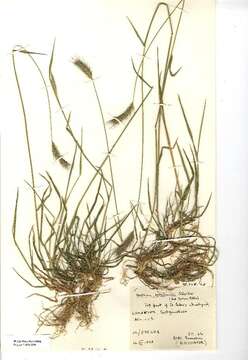 Image of meadow barley