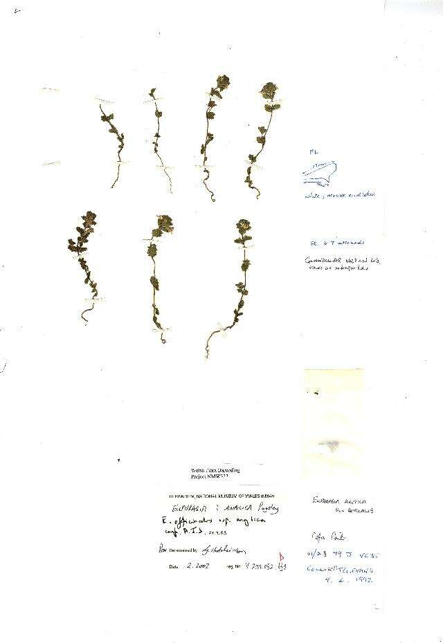 Image of Euphrasia officinalis subsp. anglica (Pugsl.) A. J. Silverside