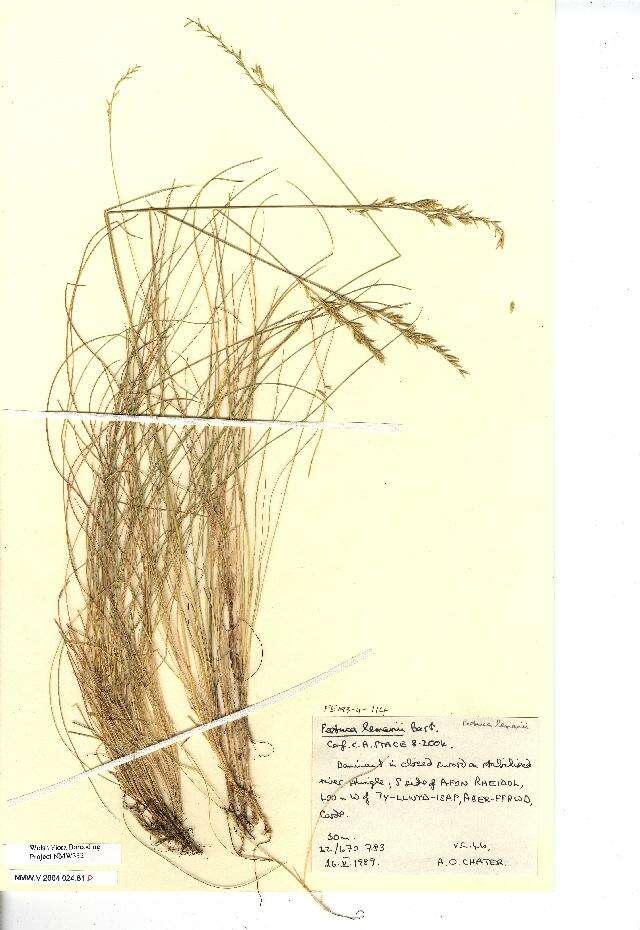 Image of Festuca lemanii T. Bastard