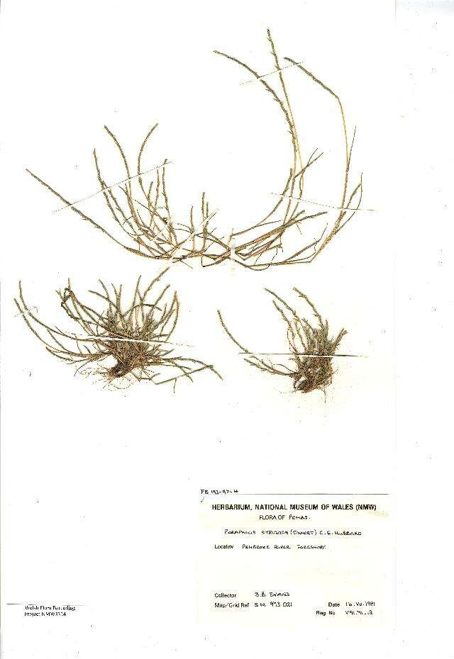 Image of sea hard-grass