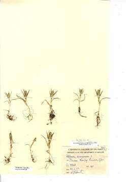 Image of Phleum arenarium L.