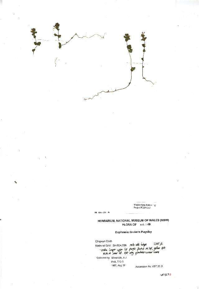 Image of Euphrasia rivularis Pugsley