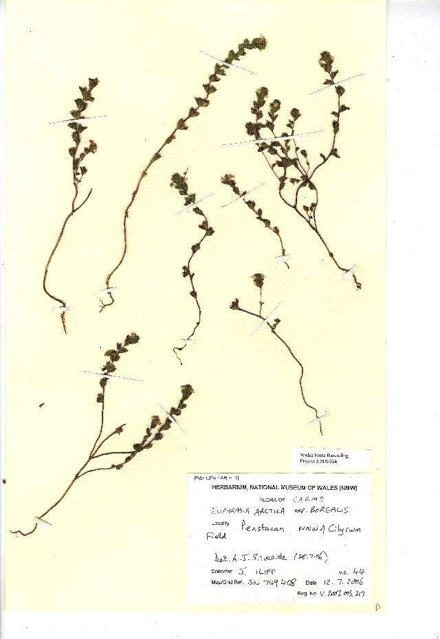 Image of Euphrasia arctica Lange ex Rostrup