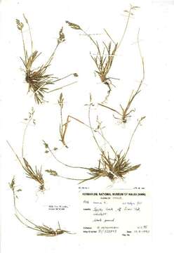 Image of Annual Meadow Grass