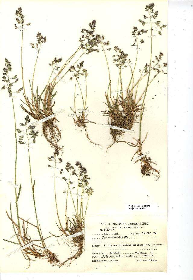 Image de Poa humilis