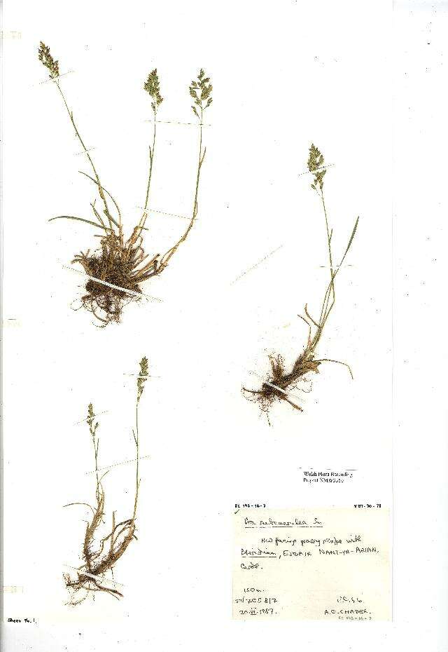 Image de Poa humilis