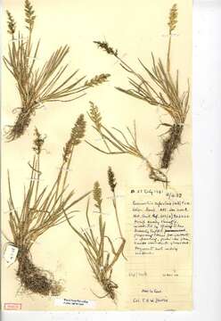 Imagem de Puccinellia rupestris (With.) Fernald & Weath.