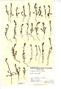 Image of Euphrasia confusa Pugsley