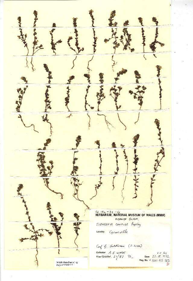 Image of Euphrasia confusa Pugsley