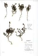 Image of Euphrasia pseudokerneri Pugsley