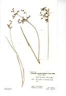 Juncus acutiflorus Ehrh. ex Hoffm. resmi