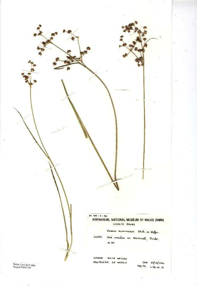 Image of sharp-flowered rush