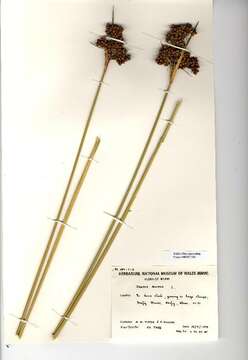 Juncus acutus L. resmi