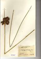 Juncus acutus L. resmi