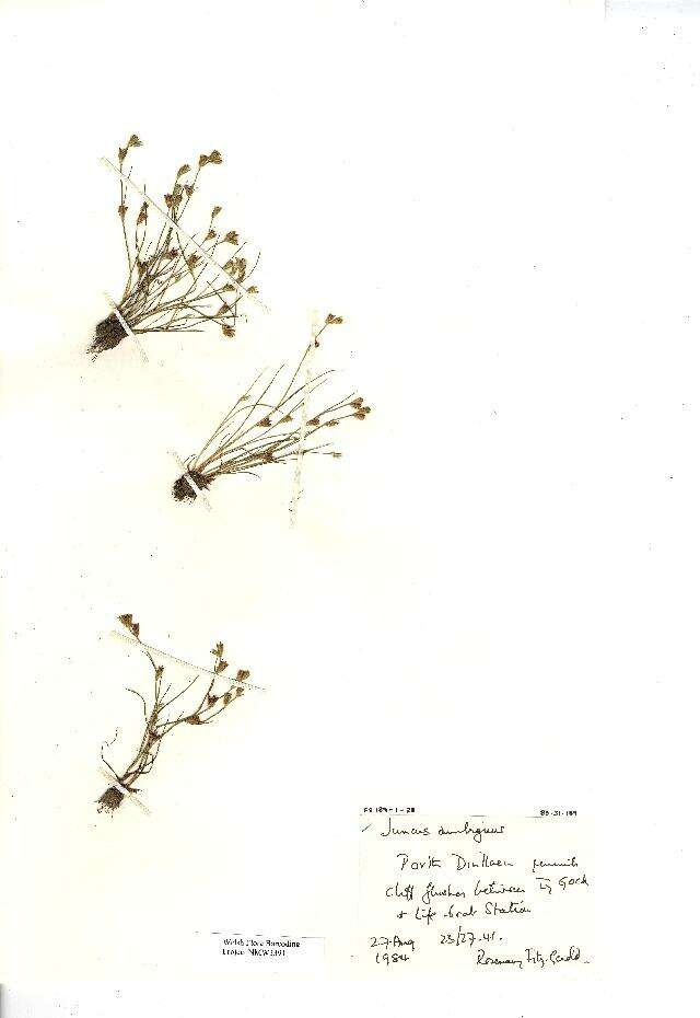 Image of Juncus ambiguus