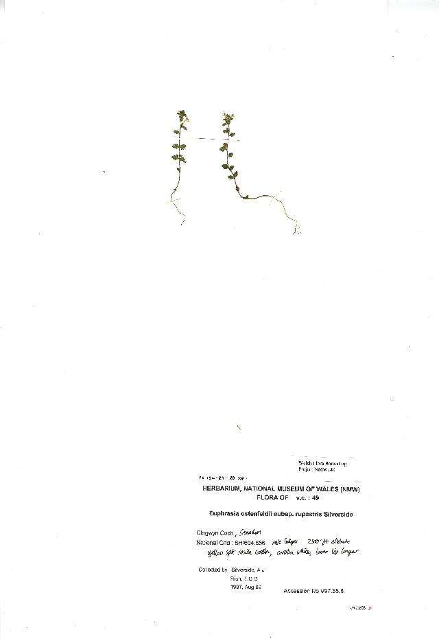 Image of Euphrasia ostenfeldii (Pugsley) Yeo