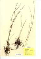 Juncus filiformis L. resmi