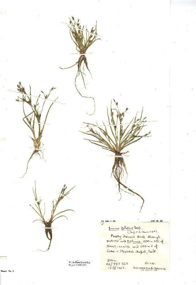 Imagem de Juncus foliosus Desf.