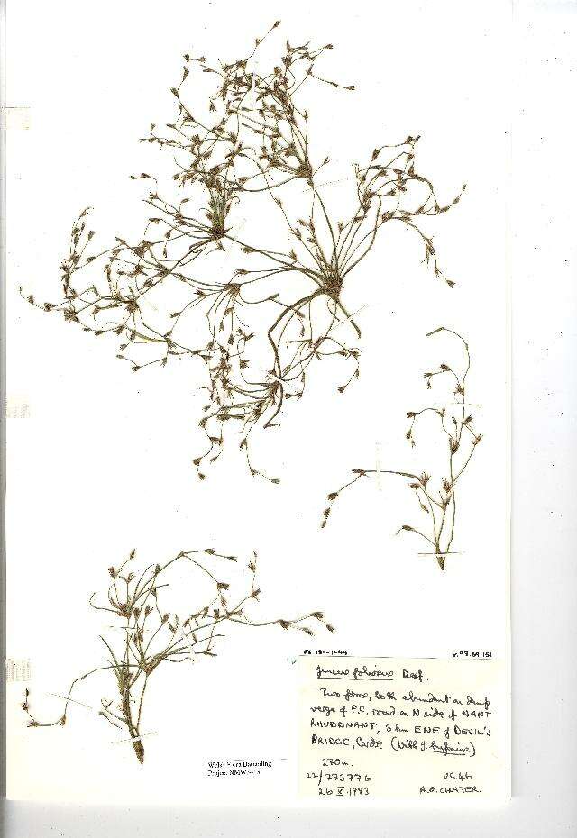 Imagem de Juncus foliosus Desf.