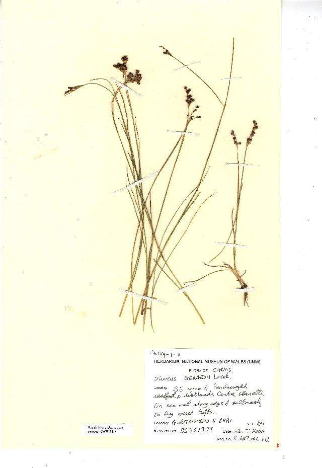 Image of black needle rush