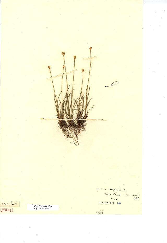 Juncus triglumis L. resmi