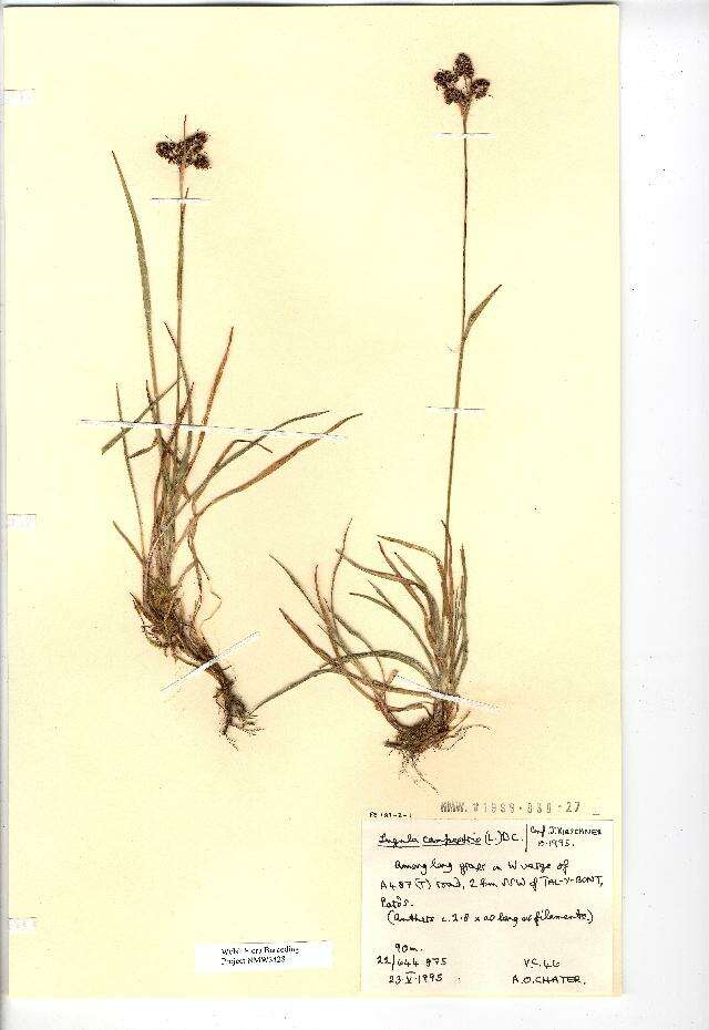 Image of field woodrush