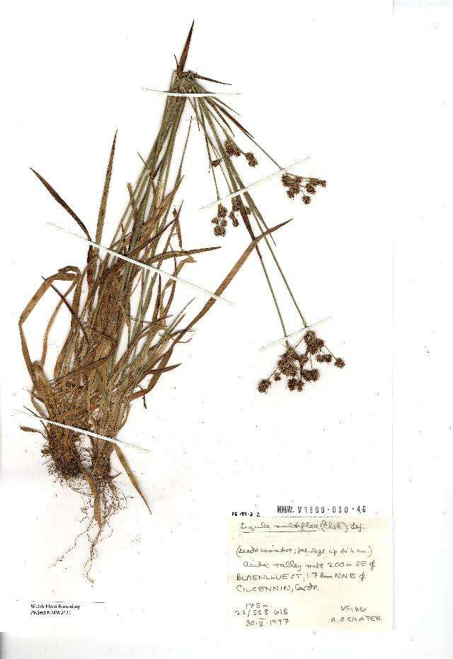 Image of common woodrush